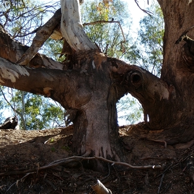 Eucalyptus camaldulensis (River Red Gum) at Ellerslie, NSW - 12 Oct 2020 by MB