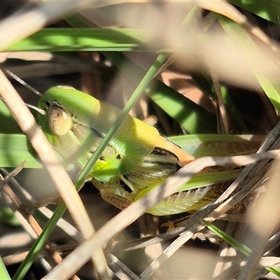 Bermius brachycerus at Mount Fairy, NSW - 16 Nov 2024 by clarehoneydove