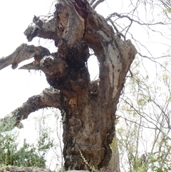 Eucalyptus (genus) (A Gum Tree) at Wentworth, NSW - 12 Oct 2020 by MB