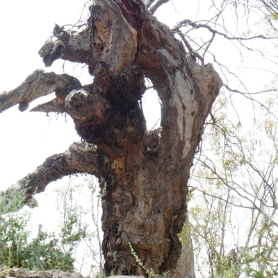 Eucalyptus (genus) (A Gum Tree) at Wentworth, NSW - 12 Oct 2020 by MB