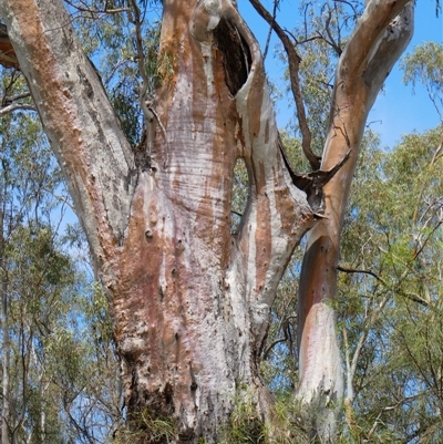 Eucalyptus camaldulensis (River Red Gum) at Wentworth, NSW - 12 Oct 2020 by MB