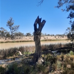 Eucalyptus (genus) (A Gum Tree) at Wentworth, NSW - 13 Oct 2020 by MB