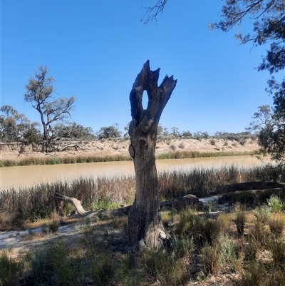 Eucalyptus sp. (A Gum Tree) at Wentworth, NSW - 13 Oct 2020 by MB