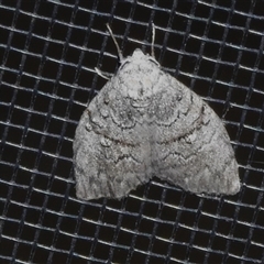 Uraba lugens (Gumleaf Skeletonizer) at Wanniassa, ACT - 16 Nov 2024 by JohnBundock