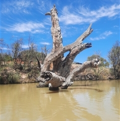 Eucalyptus (genus) (A Gum Tree) at Wentworth, NSW - 14 Oct 2020 by MB