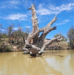 Eucalyptus sp. (A Gum Tree) at Wentworth, NSW - 14 Oct 2020 by MB