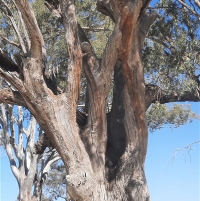 Eucalyptus sp. (A Gum Tree) at Wentworth, NSW - 13 Oct 2020 by MB