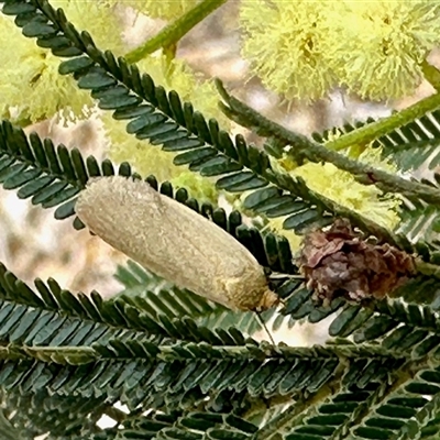 Habrochlanis fragilis at Aranda, ACT - 17 Nov 2024 by KMcCue