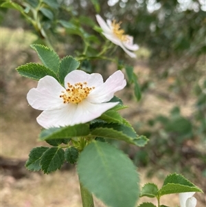 Rosa rubiginosa at Watson, ACT - 17 Nov 2024 11:21 AM