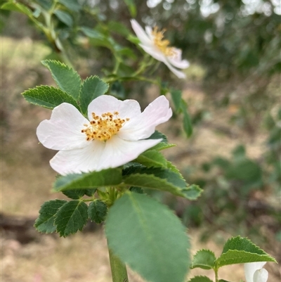 Rosa rubiginosa (Sweet Briar, Eglantine) at Watson, ACT - 17 Nov 2024 by waltraud