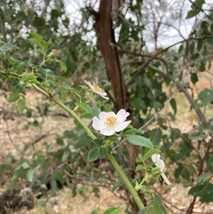 Rosa rubiginosa at Watson, ACT - 17 Nov 2024 11:21 AM