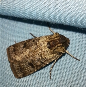 Agrotis porphyricollis at Goulburn, NSW - 15 Nov 2024 09:41 PM