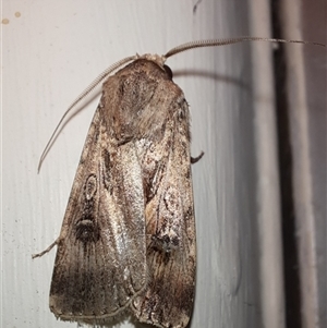 Agrotis munda at Goulburn, NSW - 15 Nov 2024