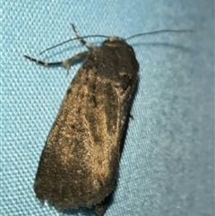 Proteuxoa provisional species 1 at Goulburn, NSW - 15 Nov 2024 09:34 PM