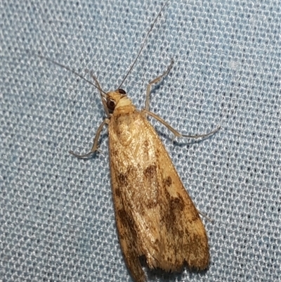 Achyra affinitalis (Cotton Web Spinner) at Goulburn, NSW - 15 Nov 2024 by glbn1