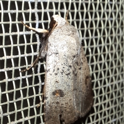 Proteuxoa tibiata (Horseshoe Noctuid) at Goulburn, NSW - 14 Nov 2024 by glbn1