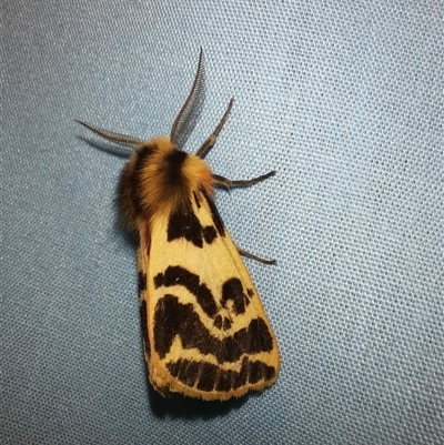 Ardices curvata (Crimson Tiger Moth) at Goulburn, NSW - 13 Nov 2024 by glbn1