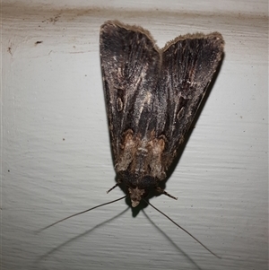 Agrotis munda at Goulburn, NSW - 13 Nov 2024 09:44 PM