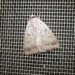 Pantydia sparsa (Noctuid Moth) at Goulburn, NSW - 13 Nov 2024 by glbn1