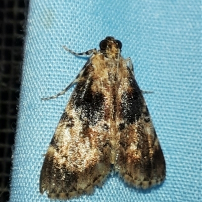 Orthaga thyrisalis (Teatree Web Moth) at Goulburn, NSW - 15 Nov 2024 by glbn1