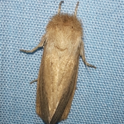 Bathytricha leonina (Orange Maned Moth) at Goulburn, NSW - 15 Nov 2024 by glbn1