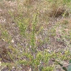 Leptospermum continentale (Prickly Teatree) at Watson, ACT - 17 Nov 2024 by waltraud