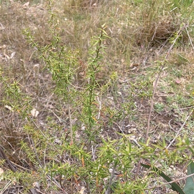 Leptospermum continentale (Prickly Teatree) at Watson, ACT - 17 Nov 2024 by waltraud