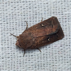 Proteuxoa hypochalchis (Black-bar Noctuid) at Harrison, ACT - 16 Nov 2024 by DPRees125