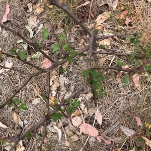 Crataegus monogyna at Watson, ACT - 17 Nov 2024