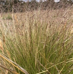 Nassella trichotoma (Serrated Tussock) at Watson, ACT - 17 Nov 2024 by waltraud