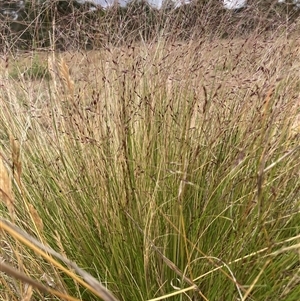 Nassella trichotoma at Watson, ACT - 17 Nov 2024