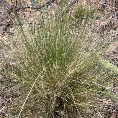 Nassella trichotoma (Serrated Tussock) at Watson, ACT - 17 Nov 2024 by waltraud