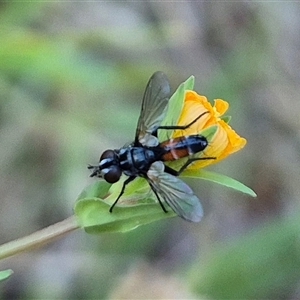 Cylindromyia sp. (genus) at Bungendore, NSW - suppressed