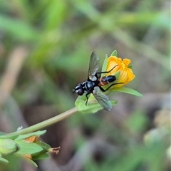 Cylindromyia sp. (genus) at suppressed - 15 Nov 2024