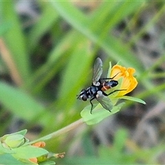 Cylindromyia sp. (genus) at suppressed - 15 Nov 2024