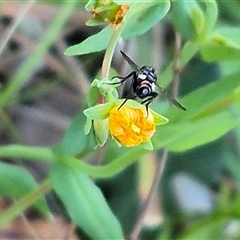 Cylindromyia sp. (genus) at suppressed - 15 Nov 2024