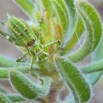 Chlorodectes sp. (genus) at Bungendore, NSW - 15 Nov 2024 by clarehoneydove