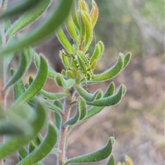 Chlorodectes sp. (genus) at Bungendore, NSW - suppressed