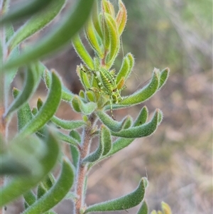 Chlorodectes sp. (genus) at Bungendore, NSW - suppressed