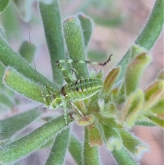 Chlorodectes sp. (genus) at Bungendore, NSW - suppressed