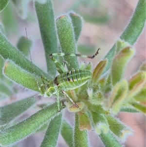 Chlorodectes sp. (genus) at Bungendore, NSW - suppressed