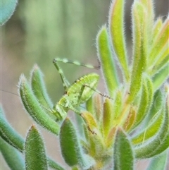 Chlorodectes sp. (genus) at Bungendore, NSW - suppressed