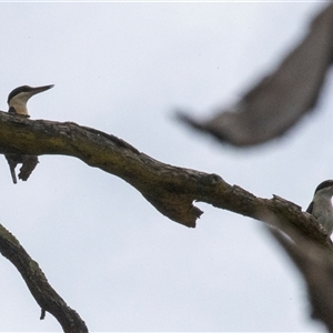 Todiramphus sanctus at Bungonia, NSW - 17 Nov 2024