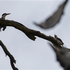 Todiramphus sanctus at Bungonia, NSW - 17 Nov 2024