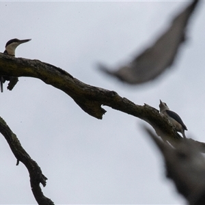 Todiramphus sanctus at Bungonia, NSW - 17 Nov 2024