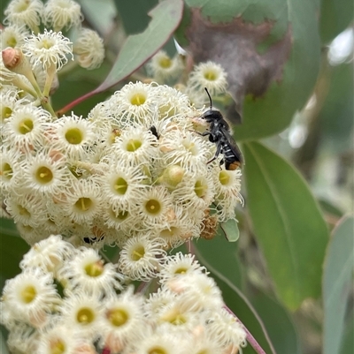 Megachile ferox (Resin bee) at Kambah, ACT - 11 Nov 2024 by LineMarie