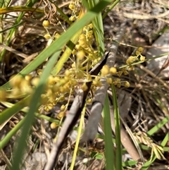 Lomandra filiformis subsp. coriacea at Bungonia, NSW - 17 Nov 2024 10:16 AM