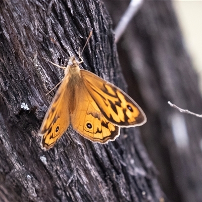 Heteronympha merope (Common Brown Butterfly) at Bungonia, NSW - 17 Nov 2024 by AlisonMilton