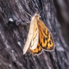 Heteronympha merope at Bungonia, NSW - 17 Nov 2024