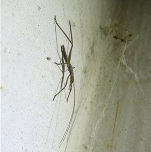 Zaprochilus australis at Curtin, ACT - suppressed